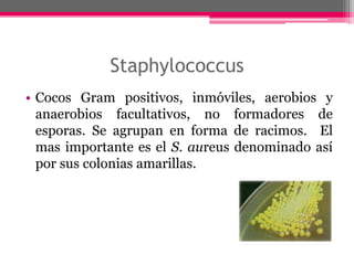 Staphylococcus
• Cocos Gram positivos, inmóviles, aerobios y
  anaerobios facultativos, no formadores de
  esporas. Se agrupan en forma de racimos. El
  mas importante es el S. aureus denominado así
  por sus colonias amarillas.
 