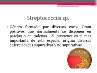 Streptococcus sp.
• Género formado por diversos cocos Gram
  positivos que normalmente se disponen en
  parejas o en cadenas. S. pyogenes es el mas
  importante de esta especie, origina diversas
  enfermedades supurativas y no supurativas.
 