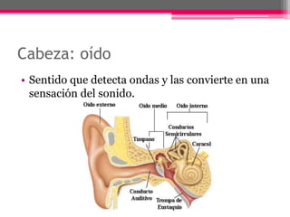Cabeza: oído
• Sentido que detecta ondas y las convierte en una
  sensación del sonido.
 