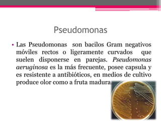 Pseudomonas
• Las Pseudomonas son bacilos Gram negativos
  móviles rectos o ligeramente curvados que
  suelen disponerse en parejas. Pseudomonas
  aeruginosa es la más frecuente, posee capsula y
  es resistente a antibióticos, en medios de cultivo
  produce olor como a fruta madura.
 