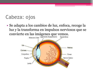 Cabeza: ojos
• Se adapta a los cambios de luz, enfoca, recoge la
  luz y la transforma en impulsos nerviosos que se
  convierte en las imágenes que vemos.
 