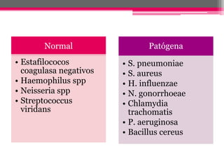 Normal                  Patógena
• Estafilococos         • S. pneumoniae
  coagulasa negativos   • S. aureus
• Haemophilus spp       • H. influenzae
• Neisseria spp         • N. gonorrhoeae
• Streptococcus         • Chlamydia
  viridans                trachomatis
                        • P. aeruginosa
                        • Bacillus cereus
 