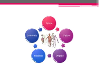 Célula




Molécula                      Tejido




     Sistemas            Órgano
 