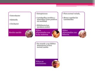 • Estreptococos               • Flora normal variada,
• Enterobacter
                 • Lactobacillus aerobios y    • Menor cantidad de
• Klebsiella       anaerobios Gram positivos     Lactobacillus
                   sin motilidad
• Citrobacter
                 • Bifidobacterium
                   (producen ácido)

                 Niños                         Niños
Recién nacido    alimentados con               alimentados con
                 leche materna                 biberón



                 • De acuerdo a sus hábitos
                   alimenticios la flora
                   normal cambia




                 Niños en
                 crecimiento
 