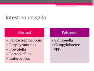 Intestino delgado

        Normal                Patógeno

•   Peptostreptococcus   • Salmonella
•   Porphyromonas        • Campylobacter
•   Prevotella             spp.
•   Lactobacillus
•   Enterococos
 