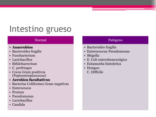 Intestino grueso
                 Normal                                   Patógeno

•   Anaerobios                            •   Bacteroides fragilis
•   Bacteroides fragilis                  •   Enterococcus Pseudomonas
•   Fusobacterium                         •   Shigella
•   Lactobacillus                         •   E. Coli enterohemorrágico
•   Bifidobacterium                       •   Entamoeba histolytica
•   C. perfringes                         •   Hongos:
•   Cocos Gram positivos                      C. Difficile
    (Peptoestreptococcus)
•   Aerobios facultativos
•   Bacterias Coliformes Gram negativas
•   Enterococos
•   Proteus
•   Pseudomonas
•   Lactobacillus
•   Candida
 