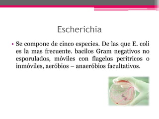 Escherichia
• Se compone de cinco especies. De las que E. coli
  es la mas frecuente. bacilos Gram negativos no
  esporulados, móviles con flagelos perítricos o
  inmóviles, aeróbios – anaeróbios facultativos.
 