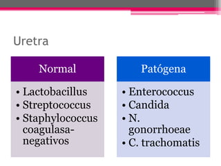 Uretra

    Normal            Patógena

• Lactobacillus    • Enterococcus
• Streptococcus    • Candida
• Staphylococcus   • N.
  coagulasa-         gonorrhoeae
  negativos        • C. trachomatis
 