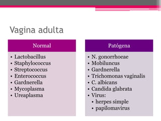 Vagina adulta
           Normal              Patógena

•   Lactobacillus    •   N. gonorrhoeae
•   Staphylococcus   •   Mobiluncus
•   Streptococcus    •   Gardnerella
•   Enterococcus     •   Trichomonas vaginalis
•   Gardnerella      •   C. albicans
•   Mycoplasma       •   Candida glabrata
•   Ureaplasma       •   Virus:
                         • herpes simple
                         • papilomavirus
 
