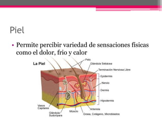 Piel
• Permite percibir variedad de sensaciones físicas
  como el dolor, frio y calor
 