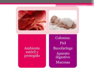 Coloniza:
                 Piel
Ambiente     Bucofarínge
 estéril y    Aparato
protegido     digestivo
              Mucosas
 