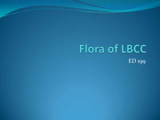 Flora of LBCC ED 199 
