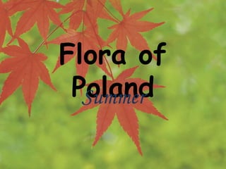Flora of
PolandSummer
 