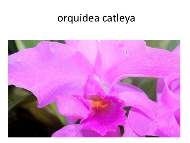 Flora orinoquia artes