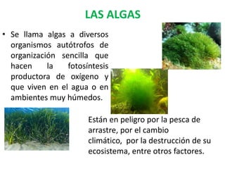 LAS ALGAS
• Se llama algas a diversos
organismos autótrofos de
organización sencilla que
hacen la fotosíntesis
productora de oxígeno y
que viven en el agua o en
ambientes muy húmedos.
Están en peligro por la pesca de
arrastre, por el cambio
climático, por la destrucción de su
ecosistema, entre otros factores.
 