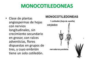 MONOCOTILEDONEAS
• Clase de plantas
angiospermas de hojas
con nervios
longitudinales, sin
crecimiento secundario
en grosor, con raíces
adventicias, flores
dispuestas en grupos de
tres, y cuyo embrión
tiene un solo cotiledón.
 