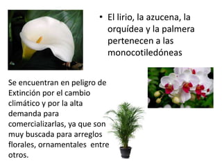 • El lirio, la azucena, la
orquídea y la palmera
pertenecen a las
monocotiledóneas
Se encuentran en peligro de
Extinción por el cambio
climático y por la alta
demanda para
comercializarlas, ya que son
muy buscada para arreglos
florales, ornamentales entre
otros.
 