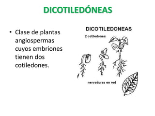 DICOTILEDÓNEAS
• Clase de plantas
angiospermas
cuyos embriones
tienen dos
cotiledones.
 