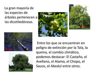 La gran mayoría de
las especies de
árboles pertenecen a
las dicotiledóneas.
Sauce
Abedul
Avellano
Castaño
Entre los que se encuentran en
peligro de extinción por la Tala, la
quema, el cambio climático,
podemos destacar: El Castaño, el
Avellano, el Alamo, el Chopo, el
Sauce, el Abedul entre otros.
 