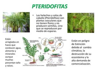 PTERIDOFITAS
• Los helechos y colas de
caballo (Pteridofitas) son
plantas vasculares que
no tienen flores y no
producen semillas, sino
que se reproducen por
medio de esporas.
Están
arreglados en
haces que
conducen agua,
alimento y
minerales
aunque
muchas
presentan tallo
y raíces.
Están en peligro
de Extinción
debido al cambio
climático, la
destrucción de su
ecosistema y la
alta demanda de
comercialización.
 
