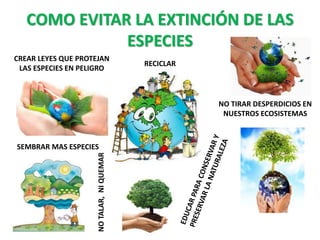 COMO EVITAR LA EXTINCIÓN DE LAS
ESPECIES
NOTALAR,NIQUEMAR
RECICLAR
SEMBRAR MAS ESPECIES
NO TIRAR DESPERDICIOS EN
NUESTROS ECOSISTEMAS
CREAR LEYES QUE PROTEJAN
LAS ESPECIES EN PELIGRO
 