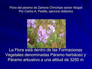 Flora del páramo de Zamora Chinchipe sector Abigail
         Por Carlos A. Padilla, ejercicio didáctico




 La Flora está dentro de las Formaciones
Vegetales denominadas Páramo herbáceo y
 Páramo arbustivo a una altitud de 3250 m
 
