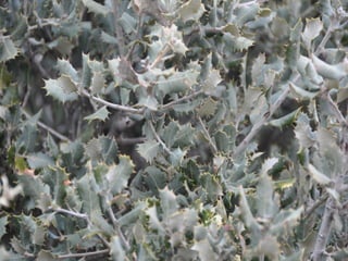 Flora representativa de murcia