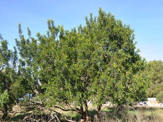 Flora representativa de murcia