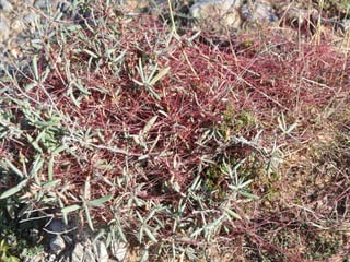 Flora representativa de murcia