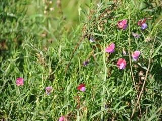 Flora representativa de murcia