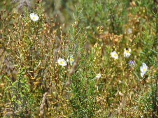 Flora representativa de murcia