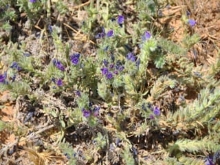 Flora representativa de murcia