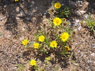 Flora representativa de murcia