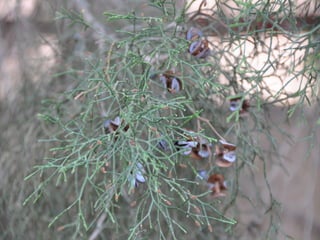 Flora representativa de murcia
