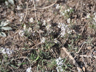 Flora representativa de murcia
