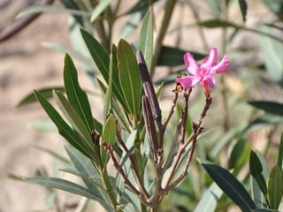 Flora representativa de murcia