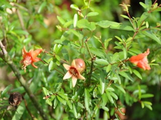 Flora representativa de murcia