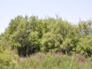 Flora representativa de murcia