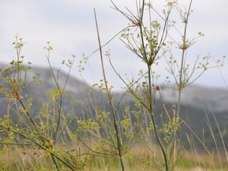 Flora representativa de murcia