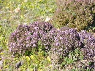 Flora representativa de murcia