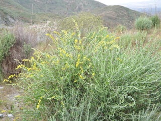 Flora representativa de murcia