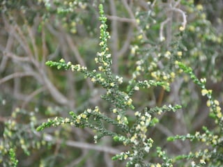 Flora representativa de murcia