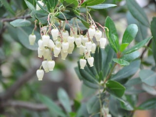 Flora representativa de murcia