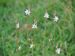 Flora representativa de murcia