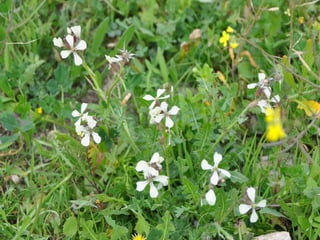 Flora representativa de murcia