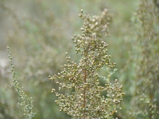 Flora representativa de murcia