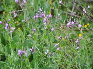 Flora representativa de murcia