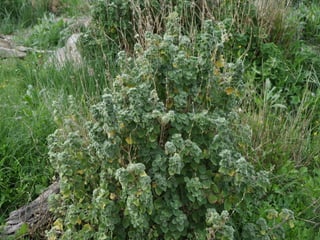 Flora representativa de murcia