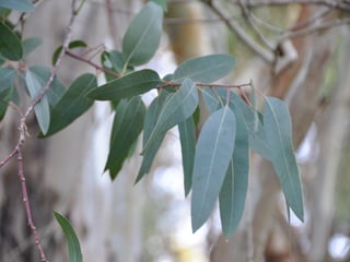 Flora representativa de murcia
