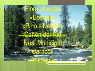 Flora silvestre
«Bosque»
«Pino silvestre»
Cañón del Rio
Nus Municipio
Caracolí
Antioquia
 
